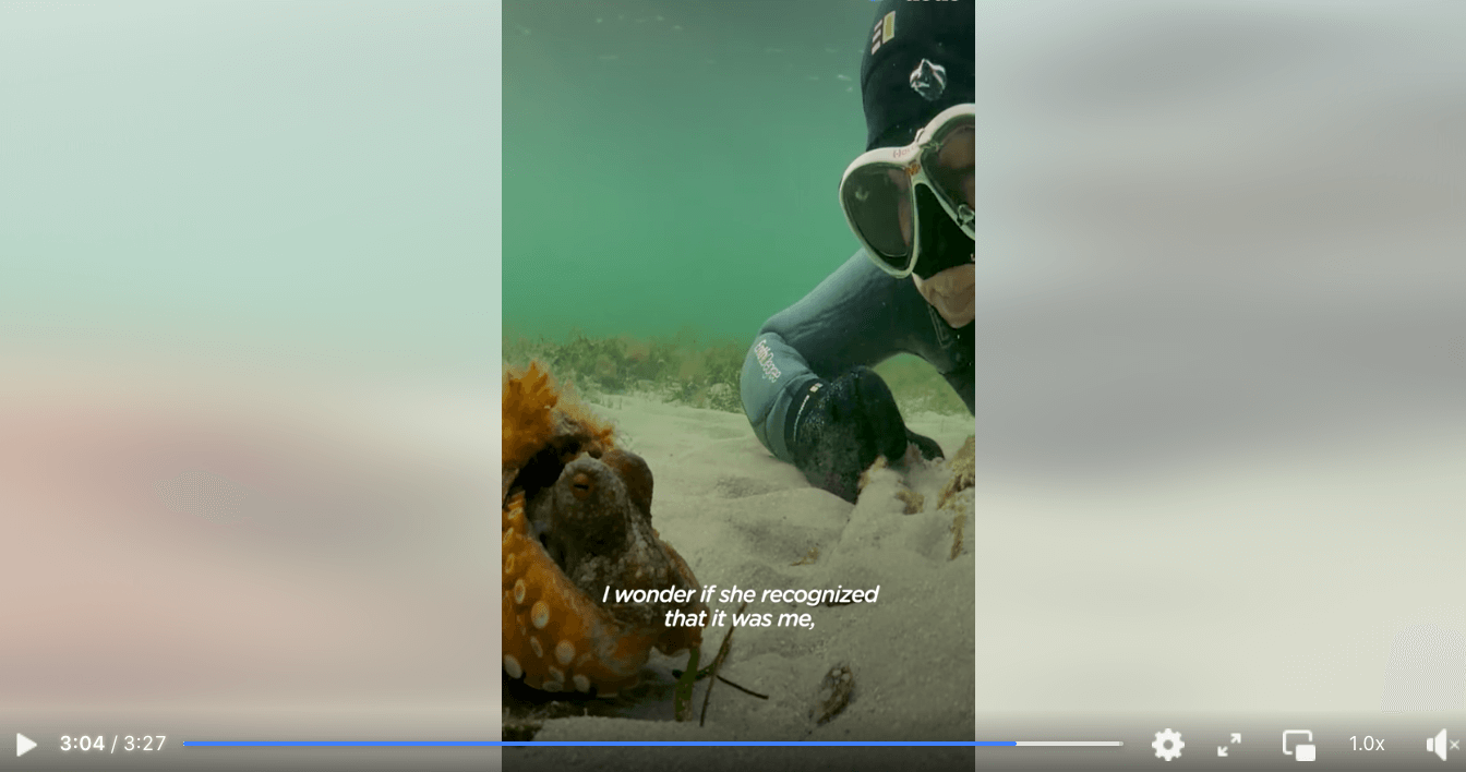 Woman Spends Months Helping An Octopus Protect Her Eggs