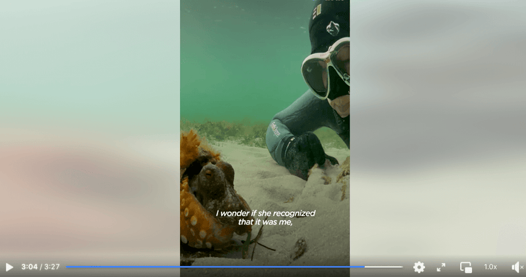 Woman Spends Months Helping An Octopus Protect Her Eggs
