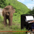 Bach on Piano for Blind Elephant
