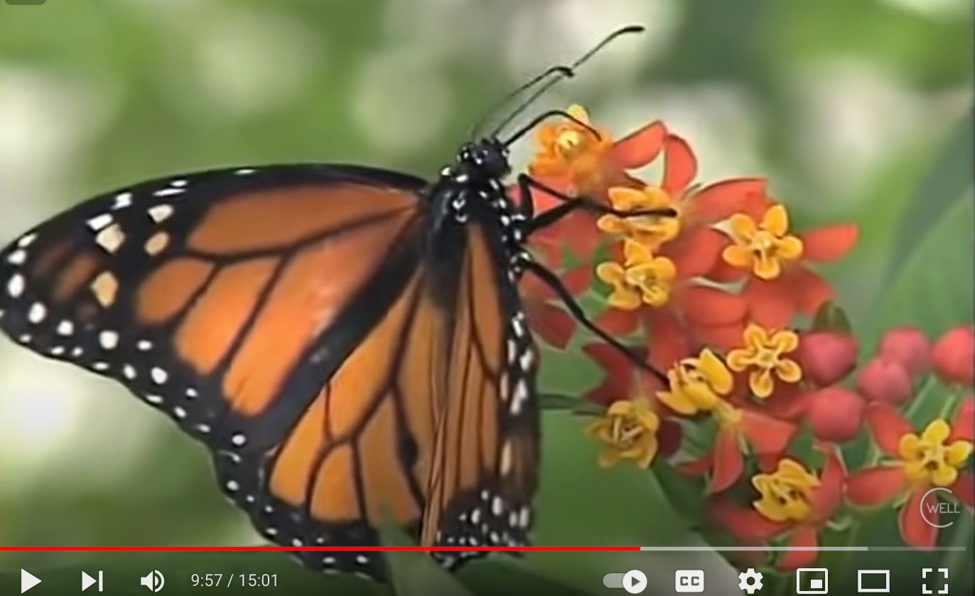 Meditation for Anxiety - A Deepak Chopra Guided Meditation