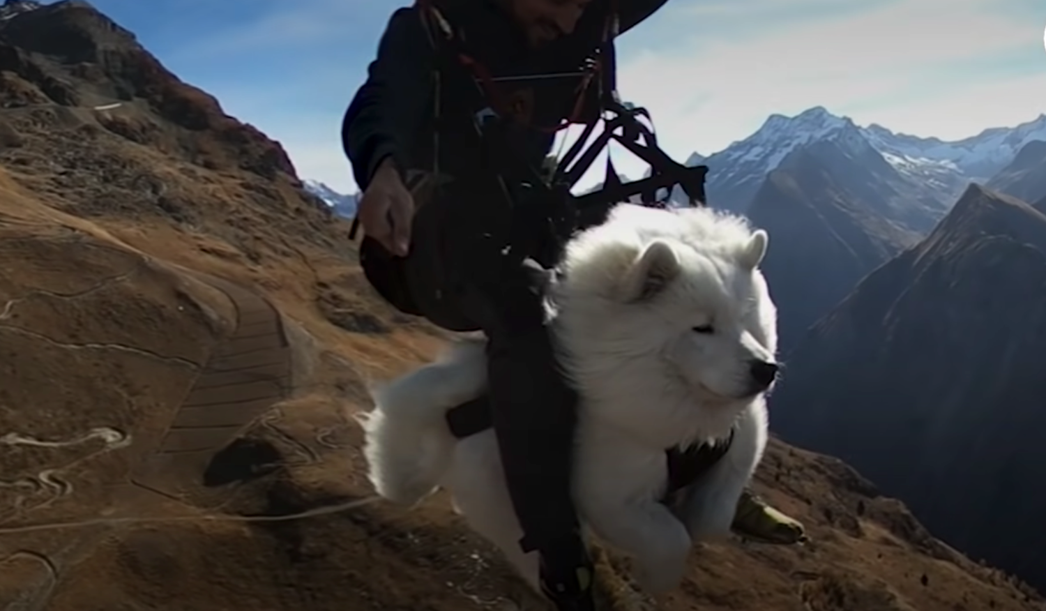 This Dog Goes Paragliding With His Owner And Loves it!